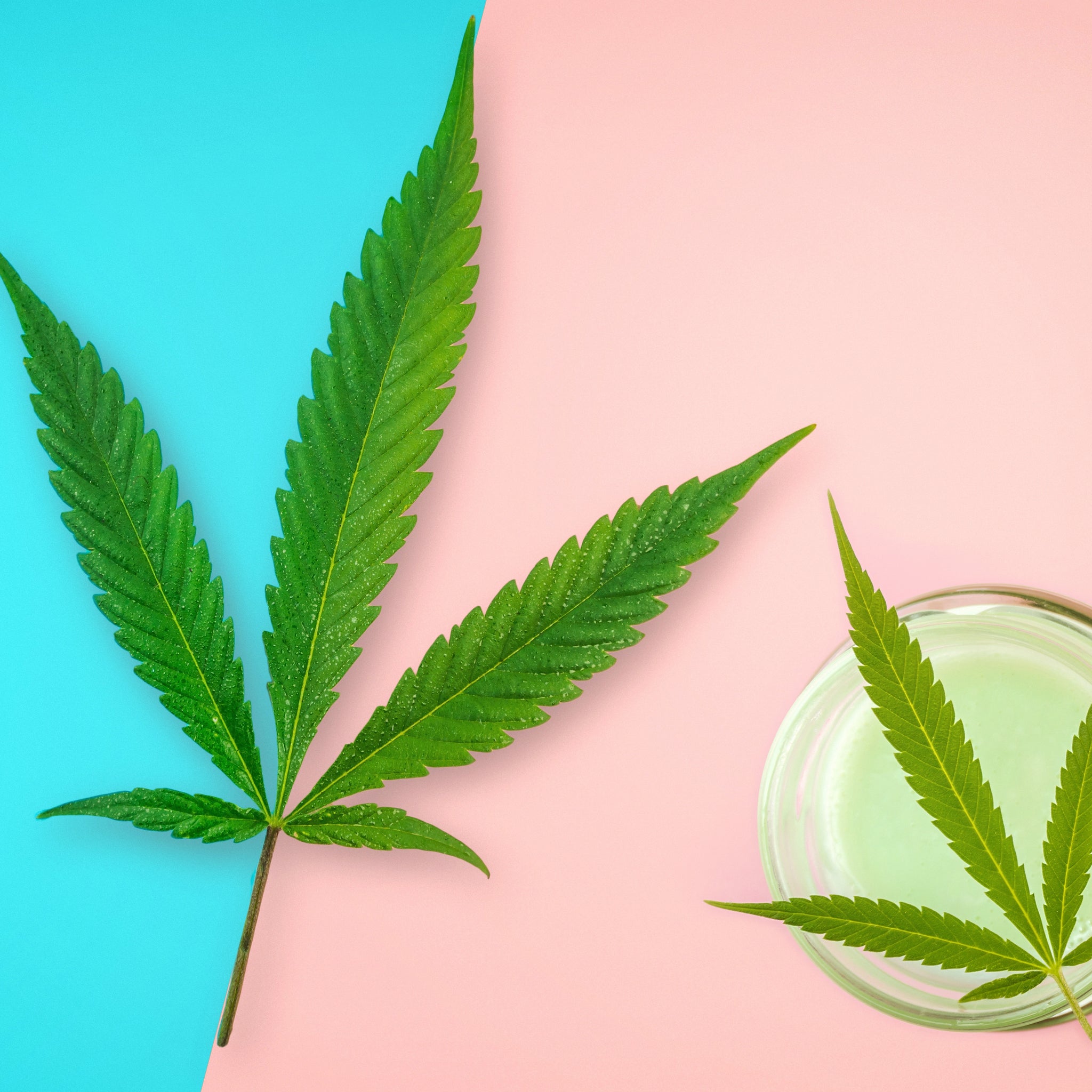 "Full-Spectrum Hemp Leaf Extract Balm vs General Pain Relief Balms: Which is Better"?