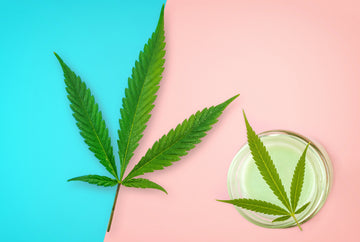 "Full-Spectrum Hemp Leaf Extract Balm vs General Pain Relief Balms: Which is Better"?